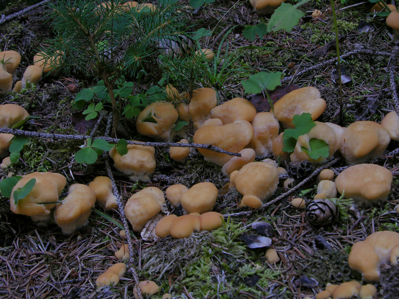 Climacocystis borealis (Fr.) Kotl. & Pouzar